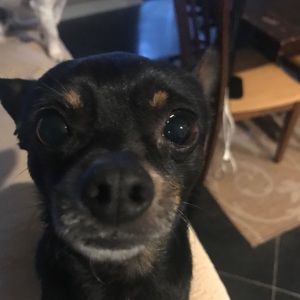 Meet your Posher, Gilbert